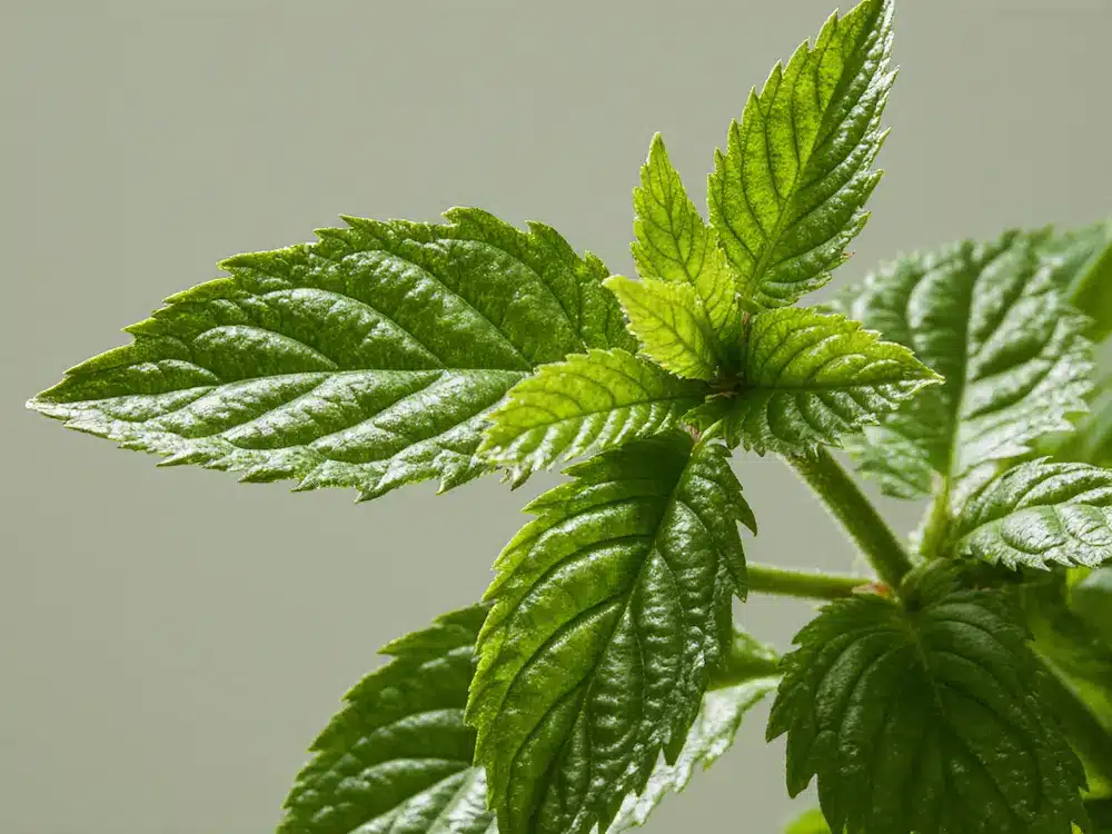 fresh-lemon-balm-leaves-closeup A close-up of fresh, vibrant green lemon balm leaves, the key ingredient for a lemon balm recipe.